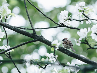 狐狸与孩子的幕后制作